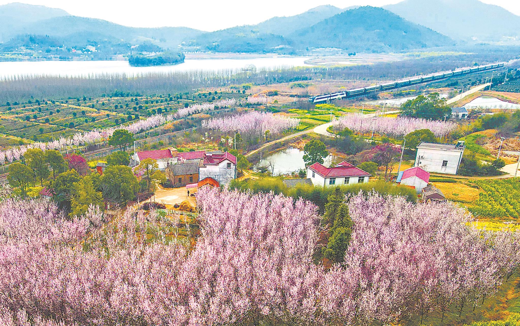 3月8日,列车穿越合肥市庐江县柯坦镇的林木花海.