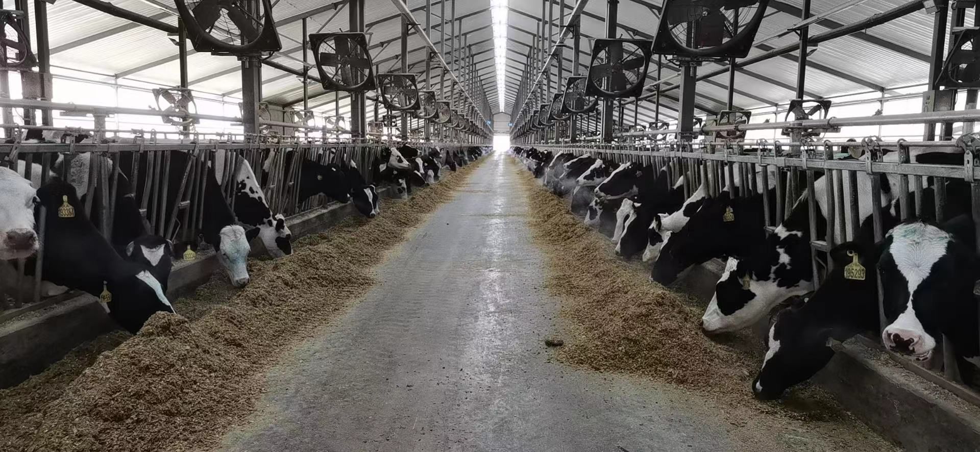 千头牧场养殖基地中利牧业养殖场内蒙古兴安伊利乳业有限责任公司面向