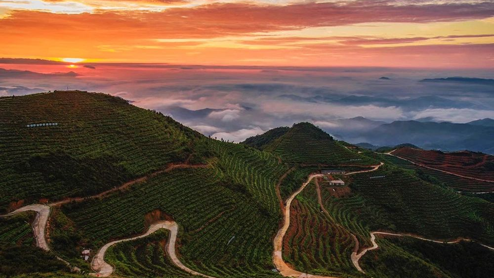 福建省泉州市安溪县国心绿谷茶庄园