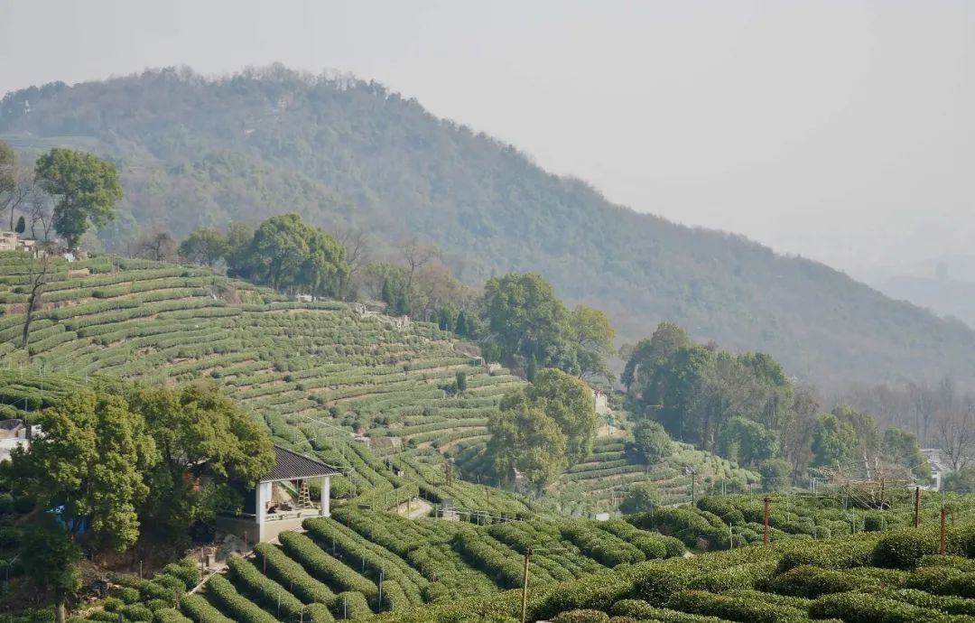 翁家山狮峰龙井茶场