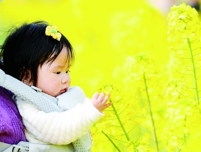 四川省崇州市道明镇，一名小游客在油菜花田中玩耍。新华社发