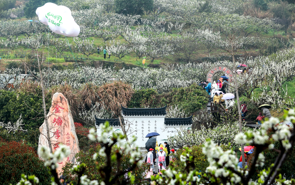 昨天上午,游客在蒙蒙细雨中畅游定海金塘李子苑,欣赏李花一树白的美景