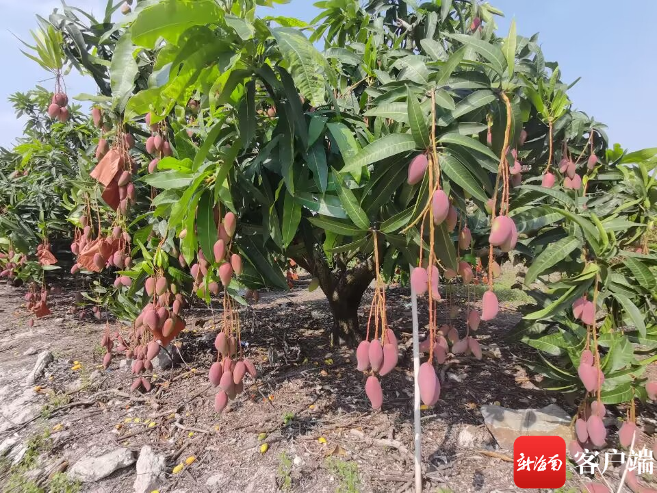 三亚市海棠区游龙芒果种植基地种植的贵妃芒果.记者 利声富 摄
