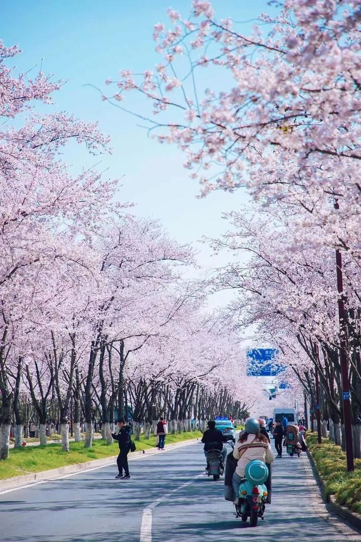 江苏扬州:从一朵樱花,看"网红经济"赋能"产城人"融合发展|西湖_新浪