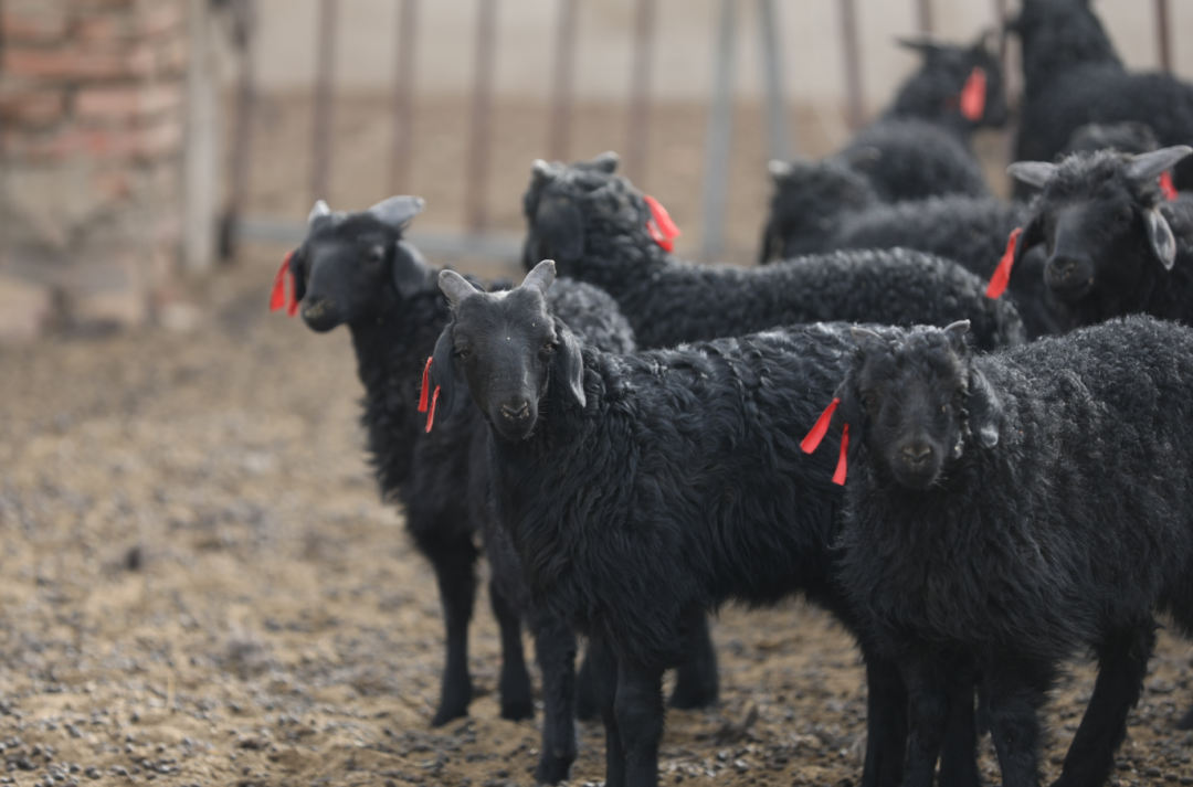 贵南黑藏羊:历经70年培育的国家地理标志品牌_新浪财经_新浪网