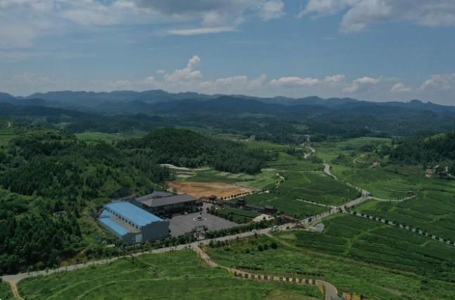 　　(花垣十八洞黄金茶种植基地)