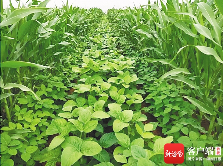 农田里套种的玉米和大豆.资料图