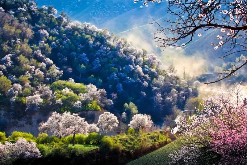 《杏乡春色》 刘卫东摄 拍摄地:伊犁哈萨克自治州伊宁县 杏花