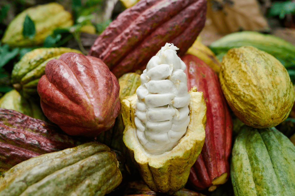 　　厄瓜多尔产区的优质风土赋予可可独特的高地花香