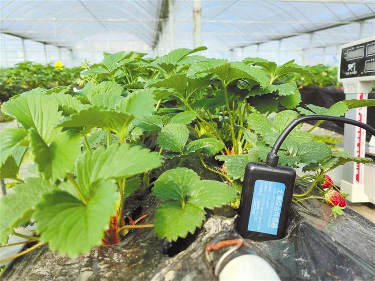 大棚内的土壤综合传感器.