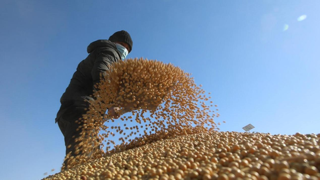 黑河市爱辉区:大豆销售"热" 种粮增收"乐"|黑河市_新浪财经_新浪网