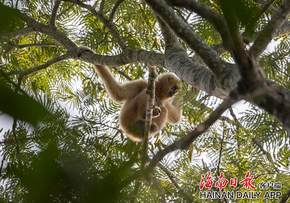 2020年9月13日,海南熱帶雨林國家公園霸王嶺片區裡活動的長臂猿.