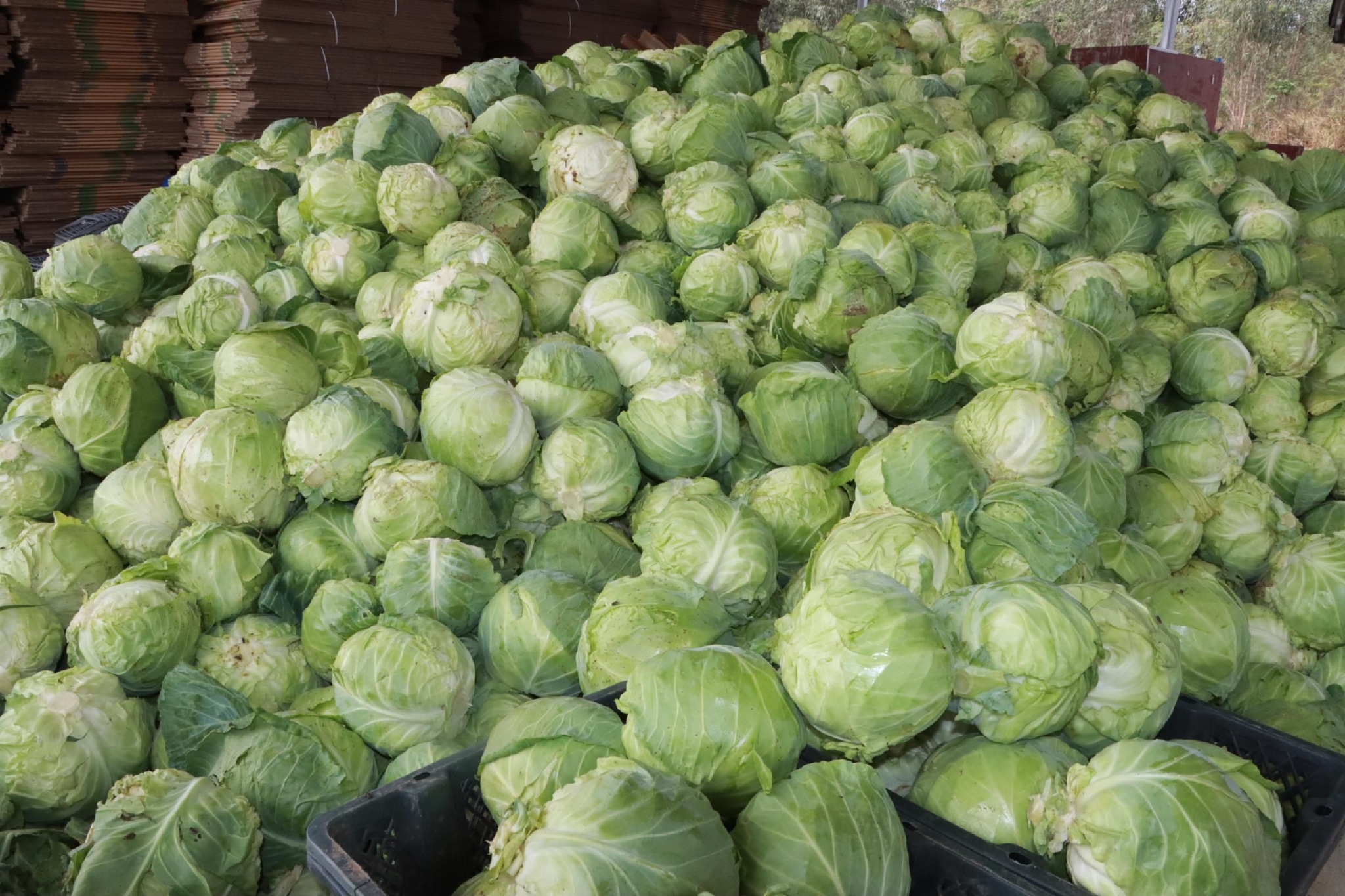 甘蓝菜.昌江融媒体供图