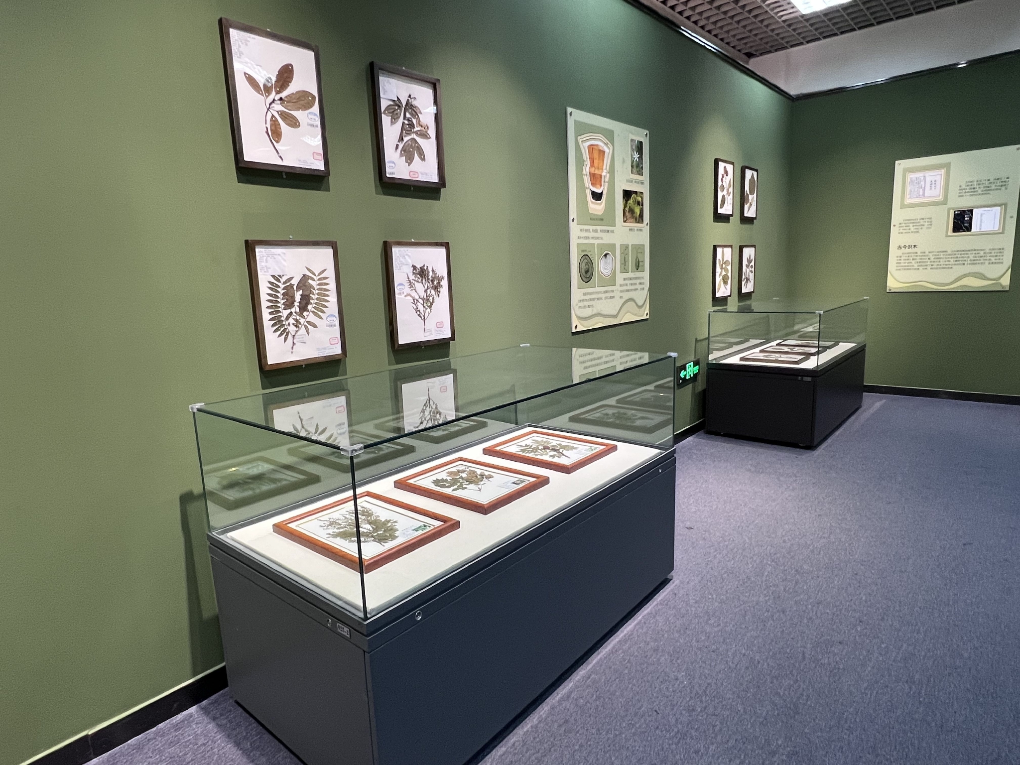 3月21日,"一树花开·中国树木文化展"在北京自然博物馆临时展厅开展.