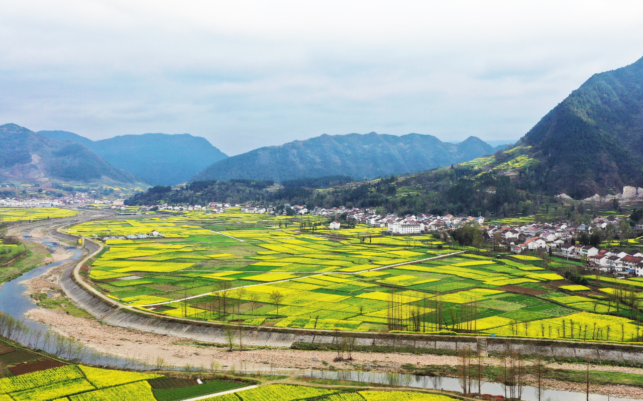 花茶助力秦巴山区乡村振兴
