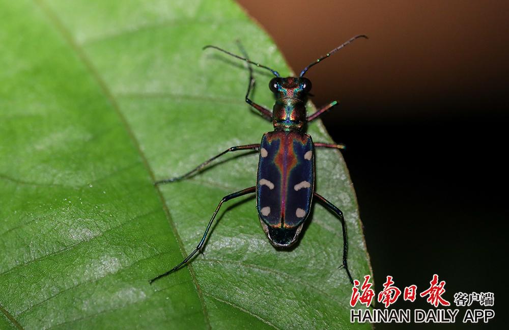 2022年9月16日,五指山热带雨林里的金斑虎甲.海南日报记者 李天平 摄