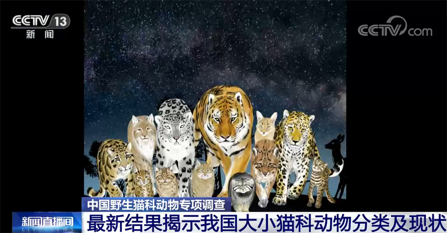 中国野生猫科动物专项调查最新结果公布|中国|北京大学_新浪新闻