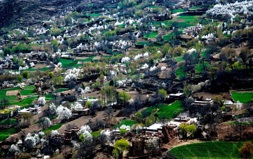 四川省丹巴县梨花绽放迎客来|梨花_新浪财经_新浪网