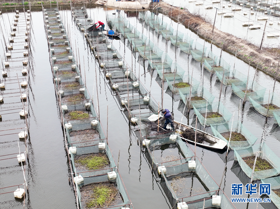 &nbsp;&nbsp;&nbsp;3月18日,在望江县高士镇童岭村的黄鳝养殖基地内