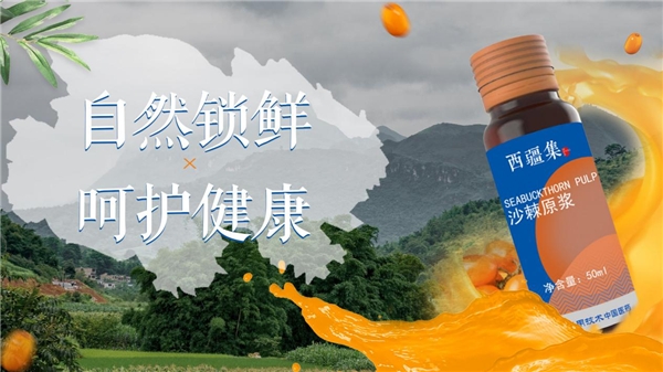 小小沙棘变身记，西疆集沙棘原浆为您打造绿色健康“饮”生活-西藏沙棘价格