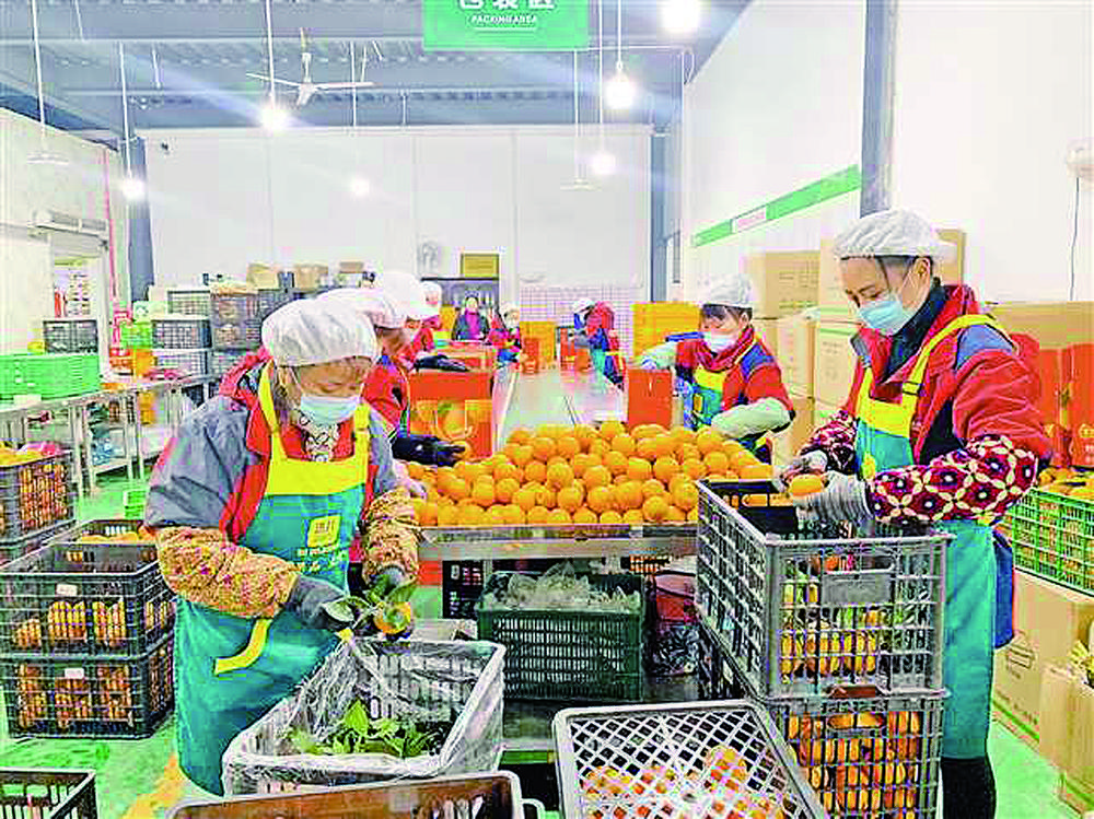 重庆洪九果品股份有限公司加工生产线上,工人们正在分拣水果.