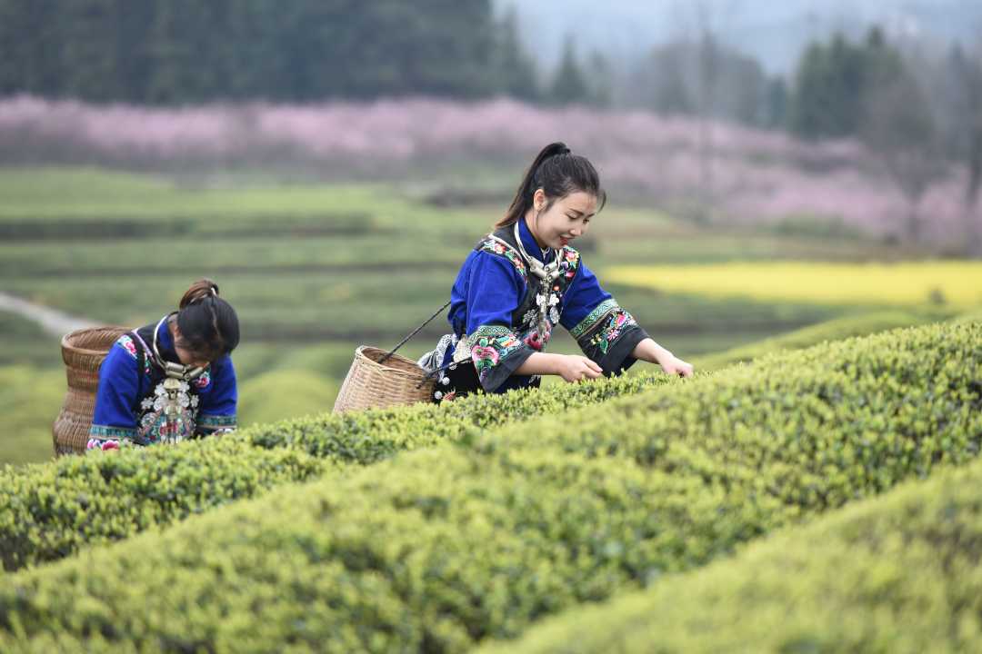 春茶飘香采摘忙|贵州省_新浪财经_新浪网
