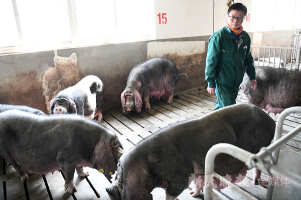 上海"四大名猪"保育调查|嘉定梅山猪:"国宝"四脚白,重现市民餐桌