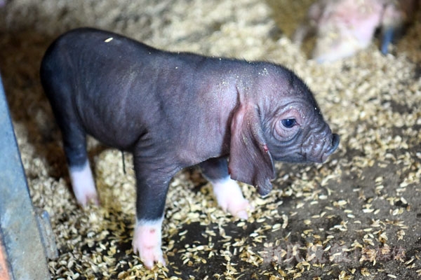 上海"四大名猪"保育调查|嘉定梅山猪:"国宝"四脚白,重现市民餐桌