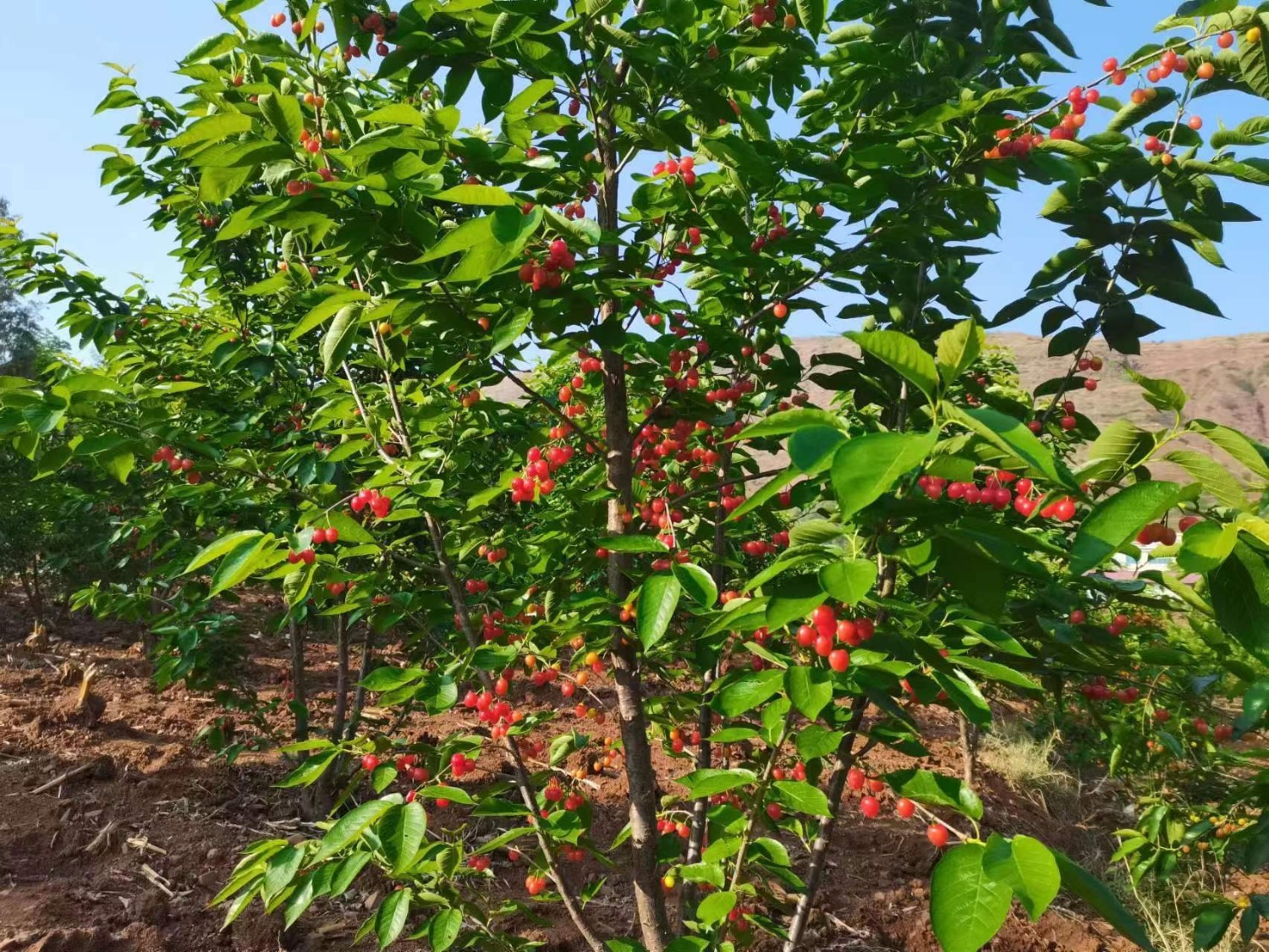 (图为水口村红玛瑙樱桃成熟挂果.