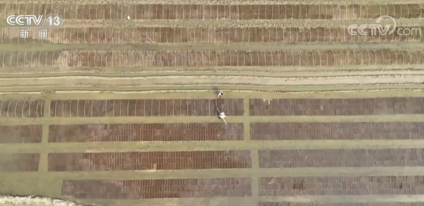 江西南昌农技专家指导农户做好秧田管理 助力早稻丰收|南昌市_新浪新闻
