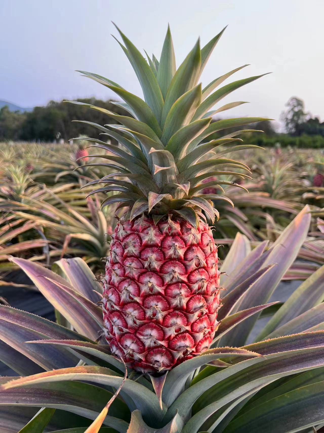 冰糖红菠萝见过吗?