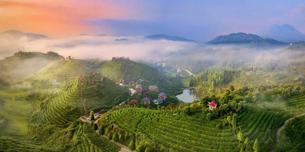 屏山是大田县十万亩茶园的核心区,大田美人茶最早就出产在此地.