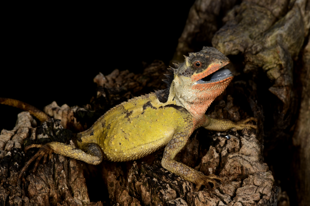 西南眼镜蛇,黎明龙蜥,永胜龙蜥,长尾棘蜥,红唇棘蜥,思茅半叶趾虎,砚山
