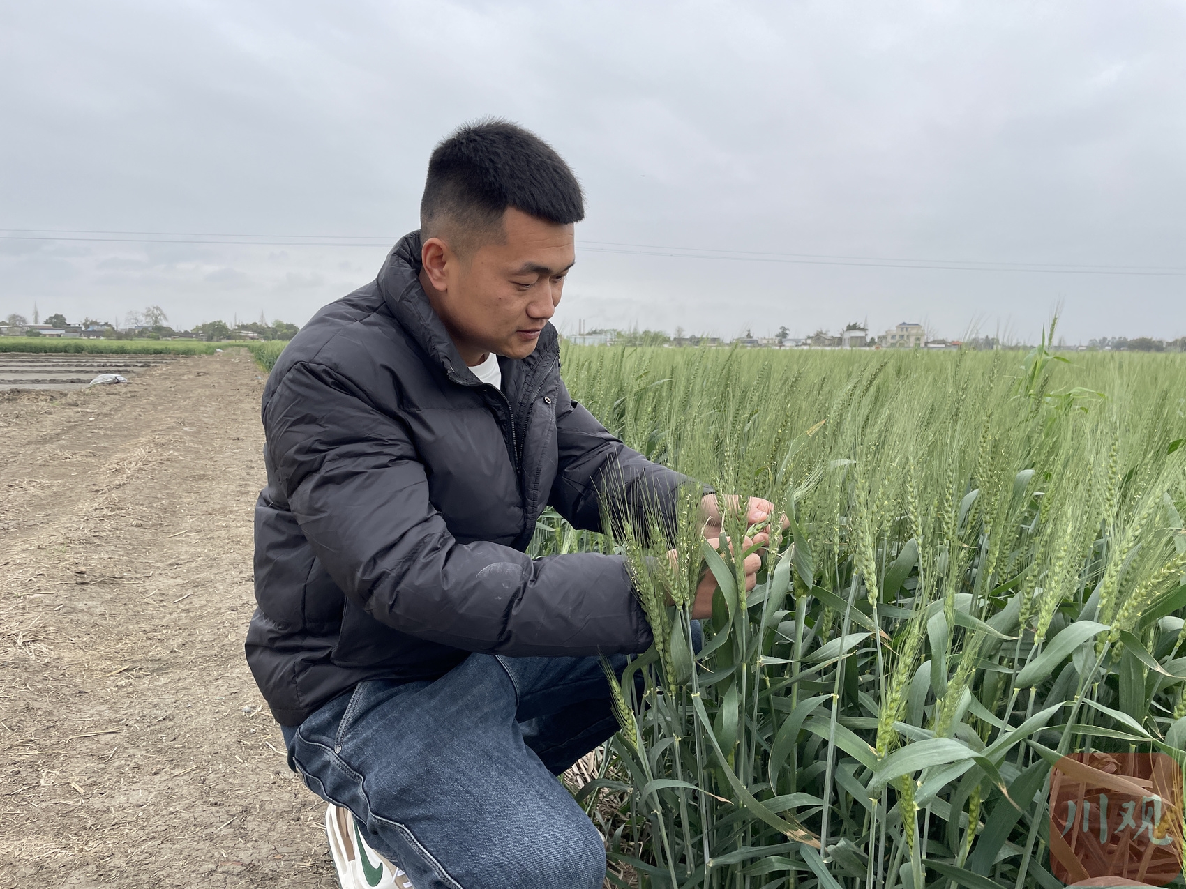 刘健在田边查看小麦长势.燕巧 摄