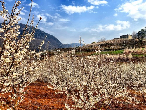 　　图为水口村红玛瑙樱桃花