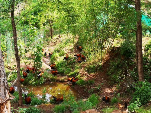 　　图为袁德兵工作的合作社养殖的土鸡