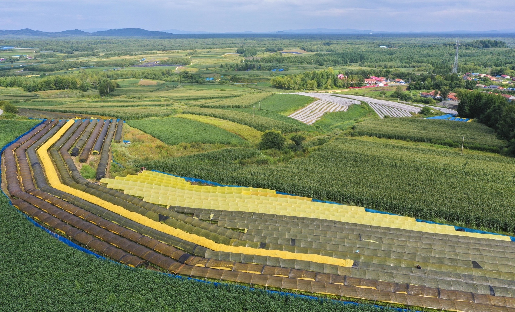 这是吉林省抚松县万良镇大方村旁的人参种植大棚(2020年8月28日摄,无