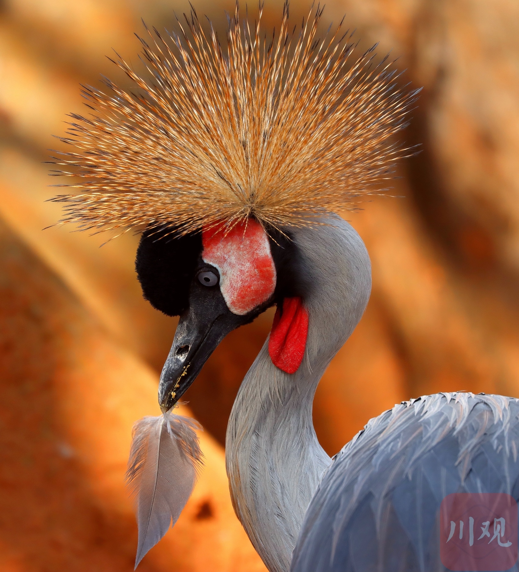 灰冕鹤(张昆生 摄)