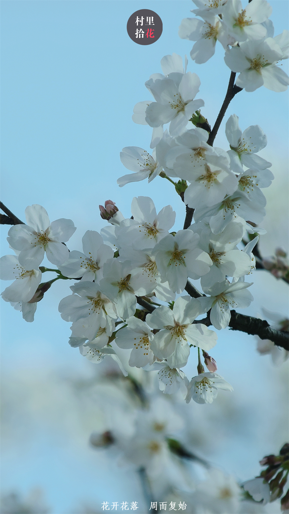 一大波染井吉野樱花正在袭来,上几张壁纸_新浪科技_新浪网