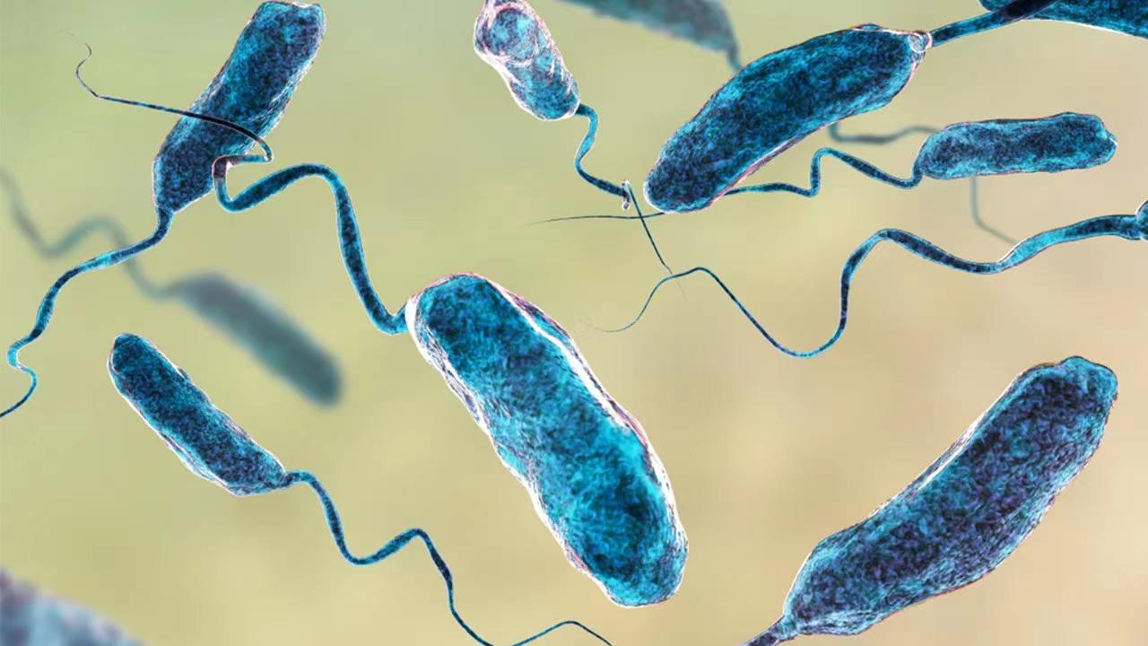 ↑“食肉细菌”北移让感染人数增加
