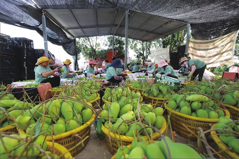 农户在基地打包芒果.三亚日报记者 张慧膑 摄