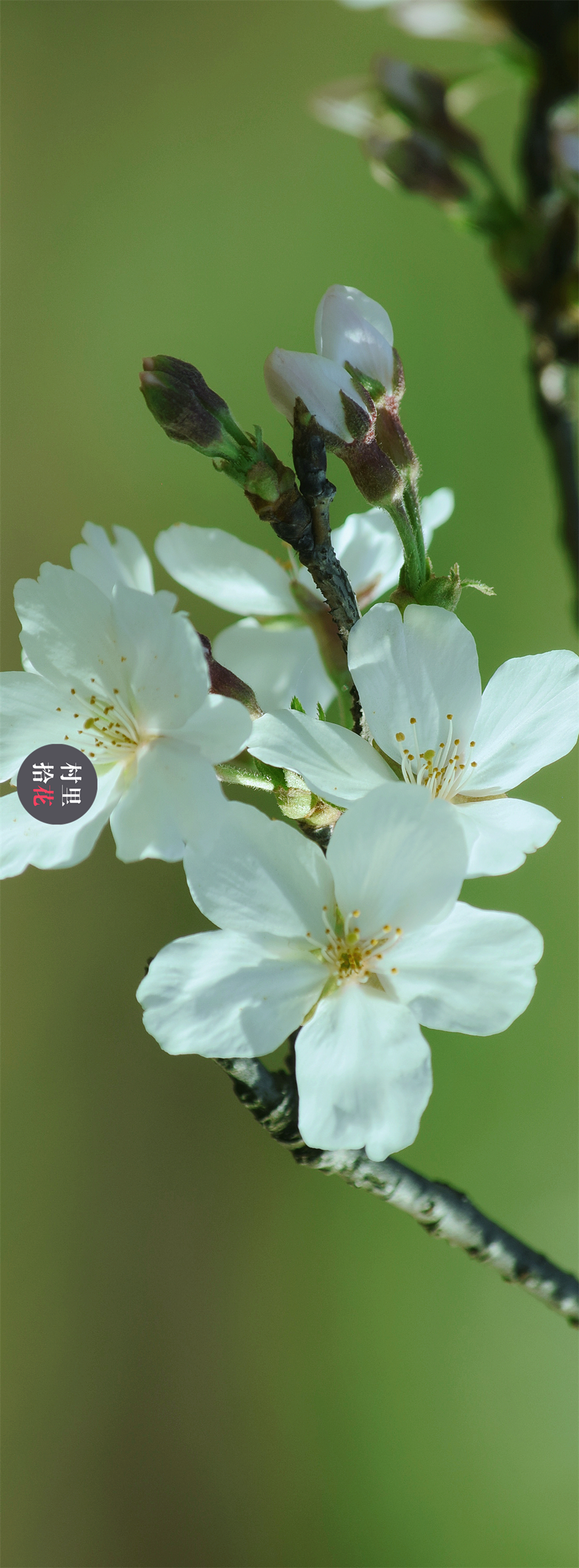 一大波染井吉野樱花正在袭来上几张壁纸