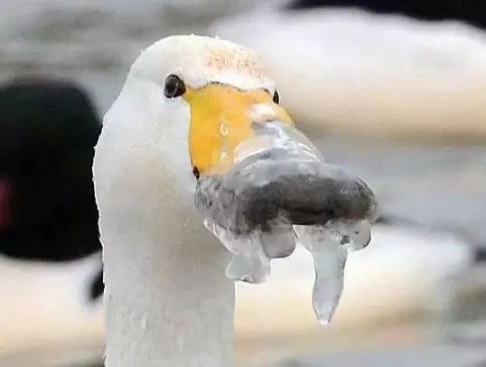 冻死在春天!市气象台发布霜冻蓝色预警|气象台_新浪财经_新浪网