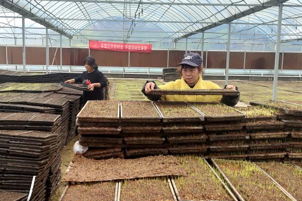 在湖南省益阳市桃江县，当地农民正在搬运秧盘。新华社记者周勉 摄