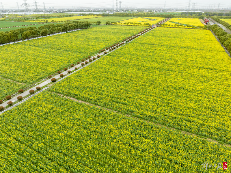 春回大地满目金黄,上海奉贤第十六届菜花节开幕|上海市_新浪财经_新浪