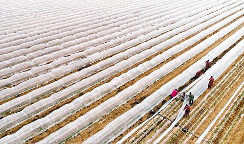 3月20日，农民在行唐县东安太庄村红薯种植基地劳作。连日来，我省各地农民抢抓农时，开展春种春管。河北日报通讯员梁子栋摄