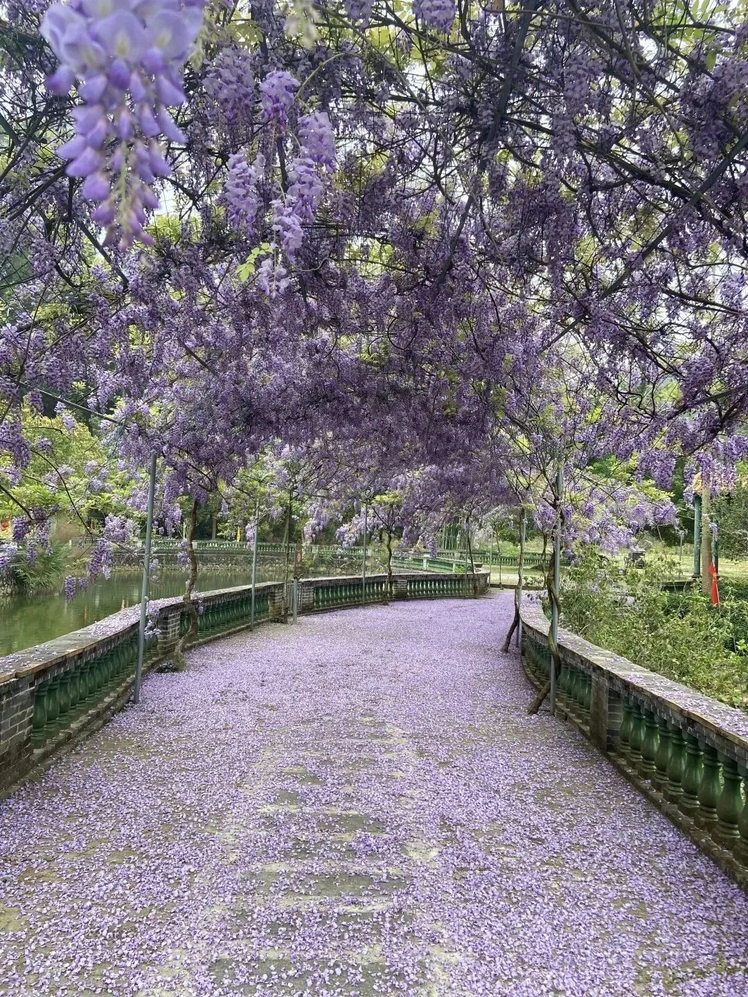 图 | 乐城金钟山景区紫藤花长廊.汤子莹 摄