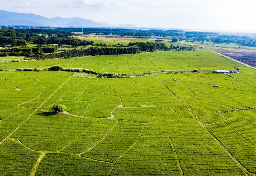 海南省东方市的海南农乐南繁科技有限公司制种基地.蒲晓旭摄(新华社)