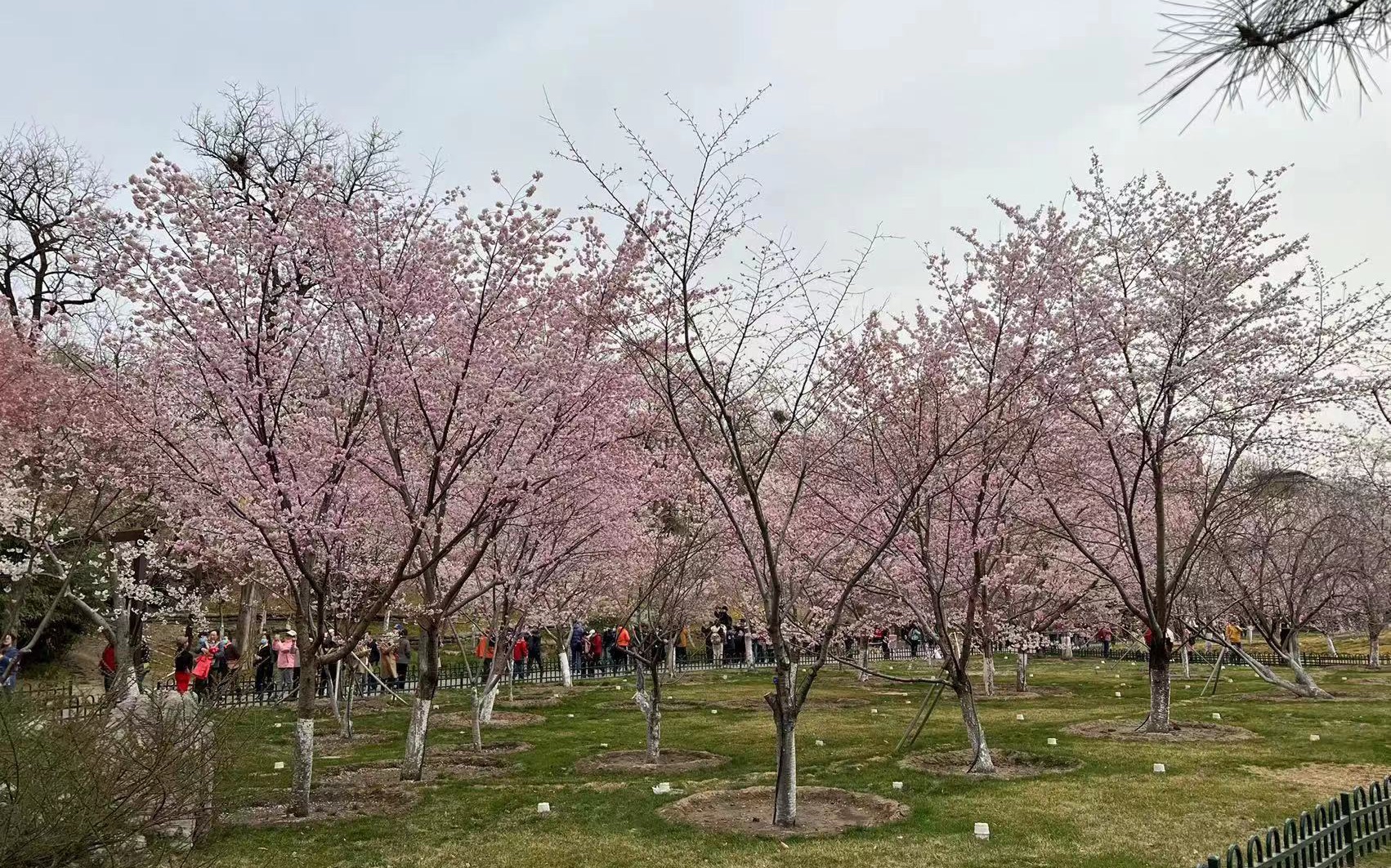 玉渊潭公园早樱"超长待机",今年赏樱有这些看点|玉渊