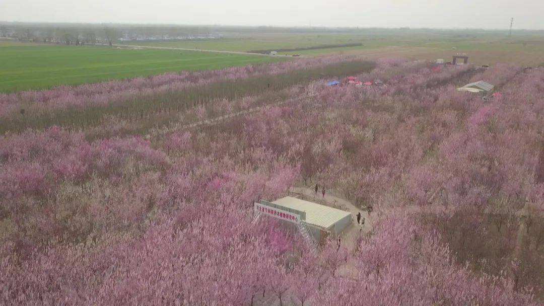 图为河北省第八届梅花鉴赏节活动现场。北梅基地供图